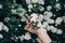 Woman hand holding spiraea spirea white blooming branch flowers.