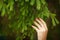 Woman hand holding spruce shoots in forest