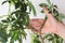 Woman hand holding stem of Schefflera arboricola or dwarf umbrella tree named to show prune place on the white background