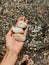 woman hand holding stones. Multicolored seashells Black Sea Romania.