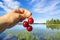 Woman hand holding sweet cherries and lake view on the background, Lake Onkivesi