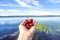 Woman hand holding sweet cherries and lake view on the background, Lake Onkivesi, Maaninka