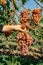 Woman hand holding sweet organic juicy grapevine.Close up of red grapes vineyard in background,grape harvest wine making concept.