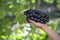 Woman Hand holding tasty organic Kyoho Grape on blur background, Wine grape with leaves on natural farm background.