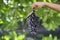 Woman Hand holding tasty organic Kyoho Grape on blur background, Wine grape with leaves on natural farm background.