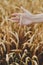 Woman hand holding wheat stem in field, close up. Grain harvest. Female hand touching ripe wheat ears in summer countryside.