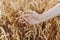 Woman hand holding wheat stem in field, close up. Grain harvest. Female hand touching ripe wheat ears in summer countryside.