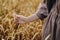 Woman hand holding wheat stem in field, close up. Grain harvest. Female hand touching ripe wheat ears in summer countryside.