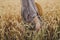 Woman hand holding wheat stems in field, cropped view. Grain harvest. Female in rustic linen dress touching ripe wheat ears in