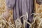 Woman hand holding wheat stems in field, cropped view. Grain harvest. Female in rustic linen dress touching ripe wheat ears in