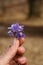 Woman hand holding a wildflowers