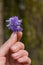 Woman hand holding a wildflowers