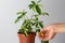 Woman hand holding yellow leaves of Schefflera houseplant leaves on the white background