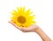 Woman hand holding yellow sunflower sun