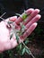 Woman hand holding a young Goji plant