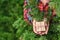 Woman hand holds out small gift through green juniper tree branches in the forest. Christmas coming concept.