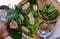 Woman hand making flat rice dumpling, stuffing from vegetable onto rice flour, vegan rice cake leaf from Hue