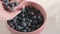 Woman hand palm puts fresh blueberries into deep pink bowl