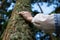 Woman hand palming mossy tree. Pure nature scene.