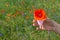 Woman hand with perfect manicure, holding pink menstrual cup with red flower inside over green grass background with