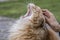 Woman hand petting a beautiful domestic ginger cat