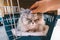 Woman hand petting beautiful relaxed persian cat lying inside plastic pet carrier or travel box. Pet transportation.