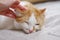 Woman hand petting cute orange and white cat