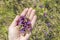 Woman hand picking holding Prunella vulgaris  common self-heal  heal-all  woundwort  heart-of-the-earth  carpenter`s herb.