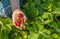 Woman hand picking/holding strawberries in field