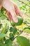 Woman hand picking lime on lime tree. Agriculturist background.