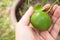 Woman hand picking lime on lime tree. Agriculturist background.