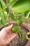 Woman hand picking lime on lime tree. Agriculturist background.