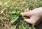 Woman hand picking Plantago major  broadleaf plantain  white man\\\'s foot  or greater plantain fresh plant leaves.