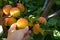 Woman hand picking ripe apricot from the tree on organic  plantation. Untreated fruit, close up. Healthy living