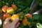 Woman hand picking ripe apricot from the tree on organic  plantation. Untreated fruit, close up. Healthy living. Copy space