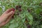 Woman with hand picking ripe fruit of red cherry plum off from young tree dotted dense with rounded, juicy burgundy fruits