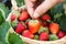 Woman hand picking a strawberry in a basket.