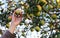 Woman hand picks apple in orchard