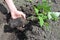 Woman Hand Plant and Grow Sweet Potatoes. Gardener Growing Sweet Potatoes.