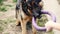 Woman hand play with a dog, German shepherd in the park, Portrait of a purebred dog,