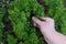 Woman hand plucks the parsley from the garden