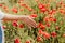 Woman hand poppies field. Close up of woman hand touching poppy flower in a field.