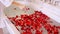 Woman Hand Preparing a Home Bath with Petals Dropping Red Rose Petals to Water