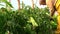 Woman hand prune overgrown tomato bush branch in greenhouse