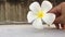 Woman hand put white plumeria, Frangipani tropical flower on the ground