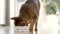 Woman hand puts food to the cat\'s bowl for her pet