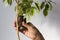 Woman hand putting cup with special soil on ficus branch to make roots on removed part bark of ficus stem to produce offshoot on