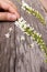 Woman\' hand putting Fiddle Wood flower on wooden background.