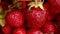 Woman hand putting placing ripe red fruit strawberry macro extreme close up. Seasonal summer red berry. Pile of fresh