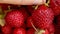 Woman hand putting placing ripe red fruit strawberry macro extreme close up. Seasonal summer red berry. Pile of fresh